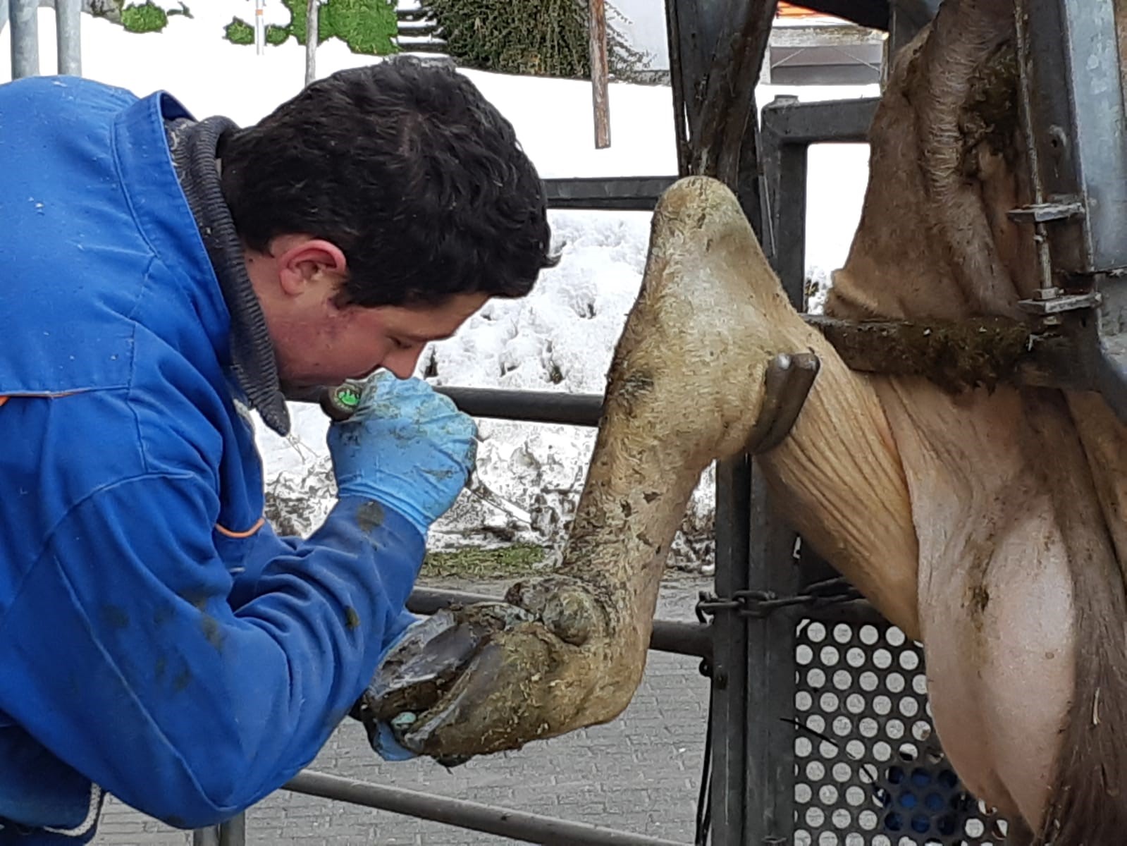 Marcus Bohl - Klauenpfleger